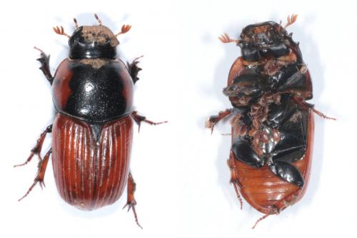 Réf. 237 872 : Coprimorphus scrutator